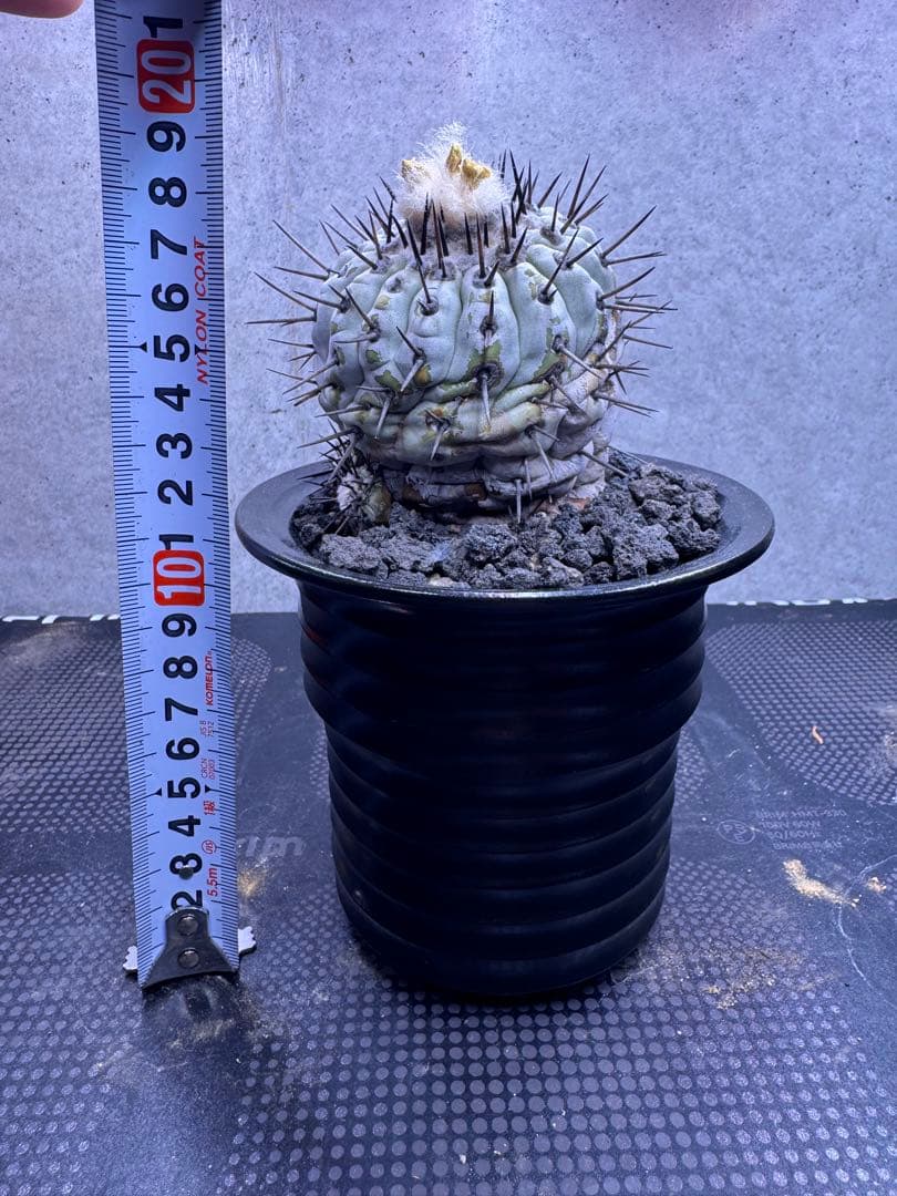 コピアポア・シネレア 黒王丸 自根株 鉢ごと発送