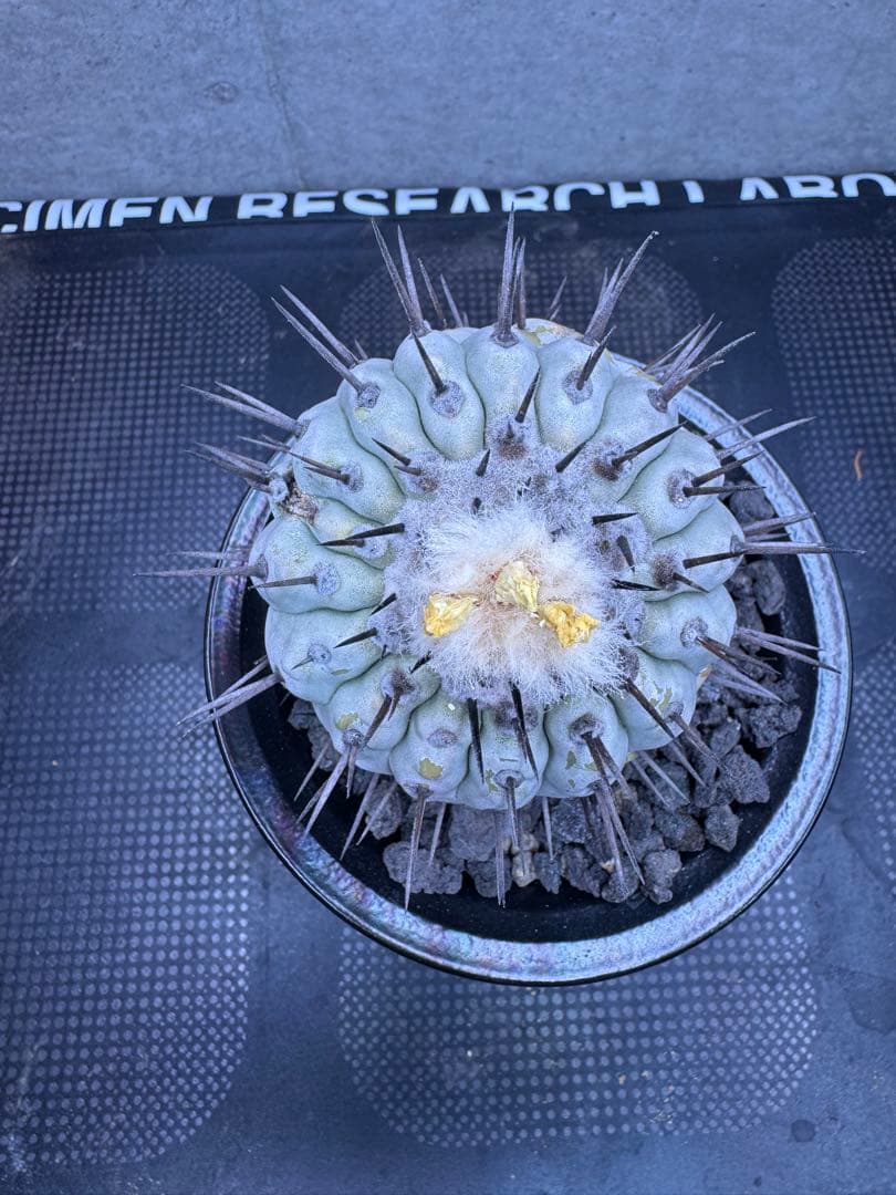 コピアポア・シネレア 黒王丸 自根株 鉢ごと発送