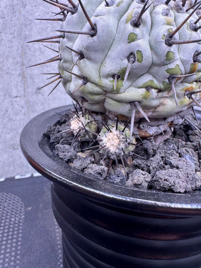 コピアポア・シネレア 黒王丸 自根株 鉢ごと発送