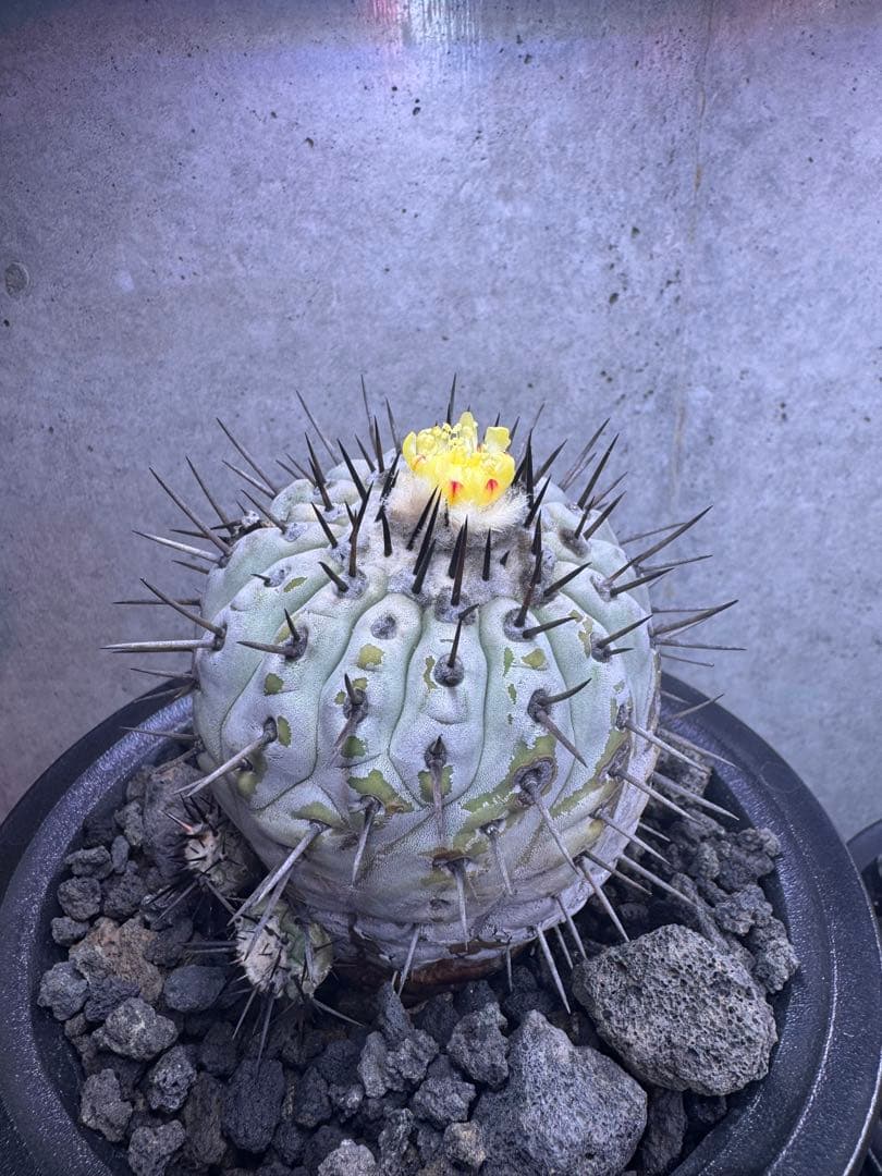 コピアポア・シネレア 黒王丸 自根株 鉢ごと発送