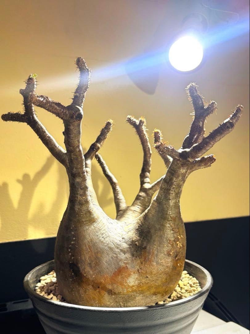 中型塊根植物　グラキリス　只今、 水耕管理中 多枝株