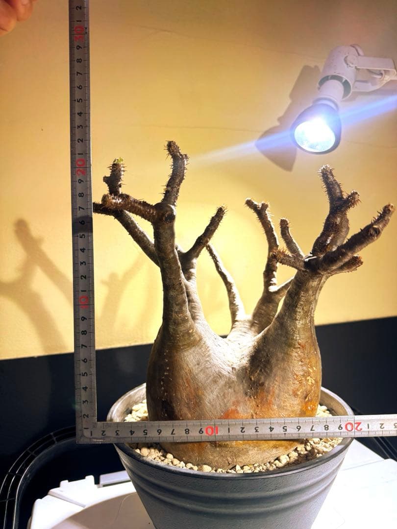 中型塊根植物　グラキリス　只今、 水耕管理中 多枝株