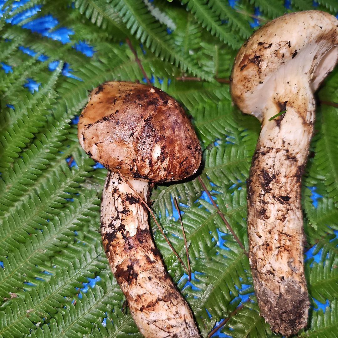 広島県産 松茸 343g　松竹梅さま専用