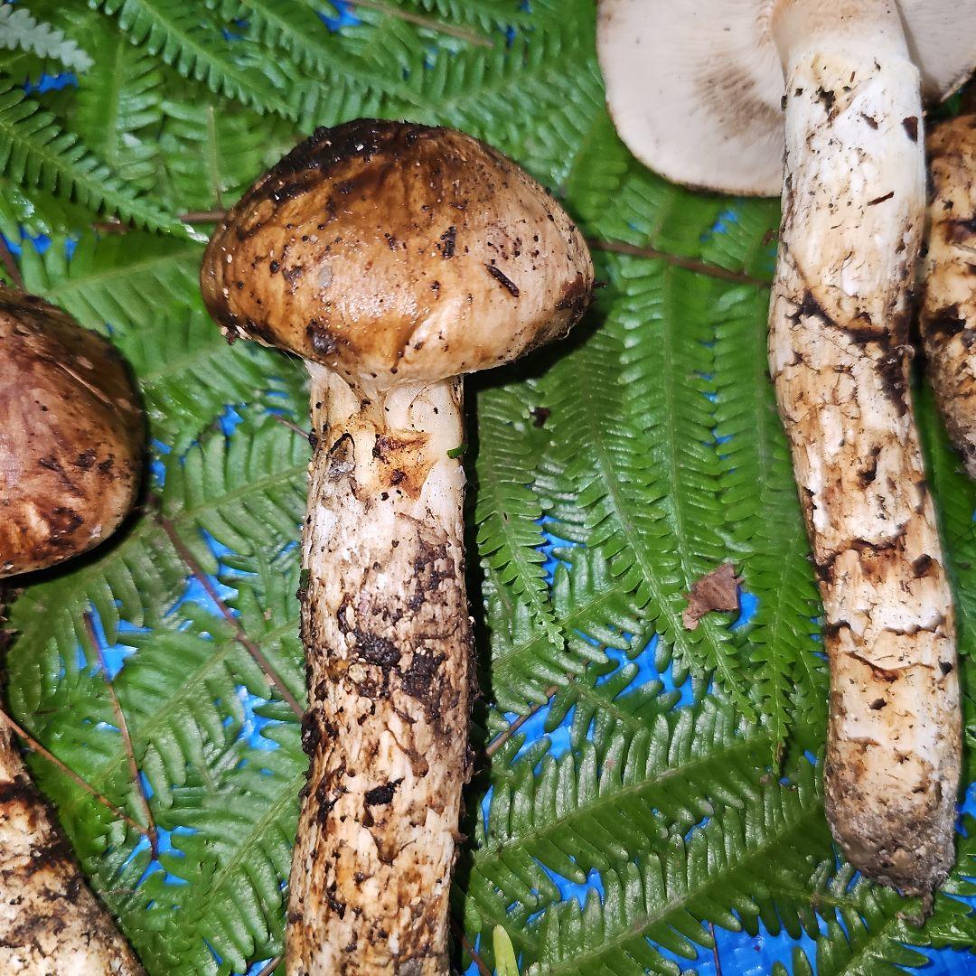 広島県産 松茸 343g　松竹梅さま専用