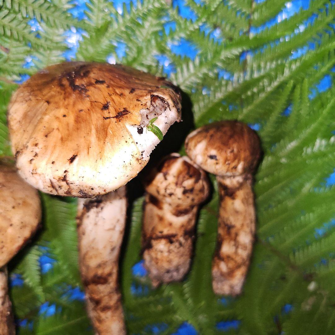 広島県産 松茸 343g　松竹梅さま専用