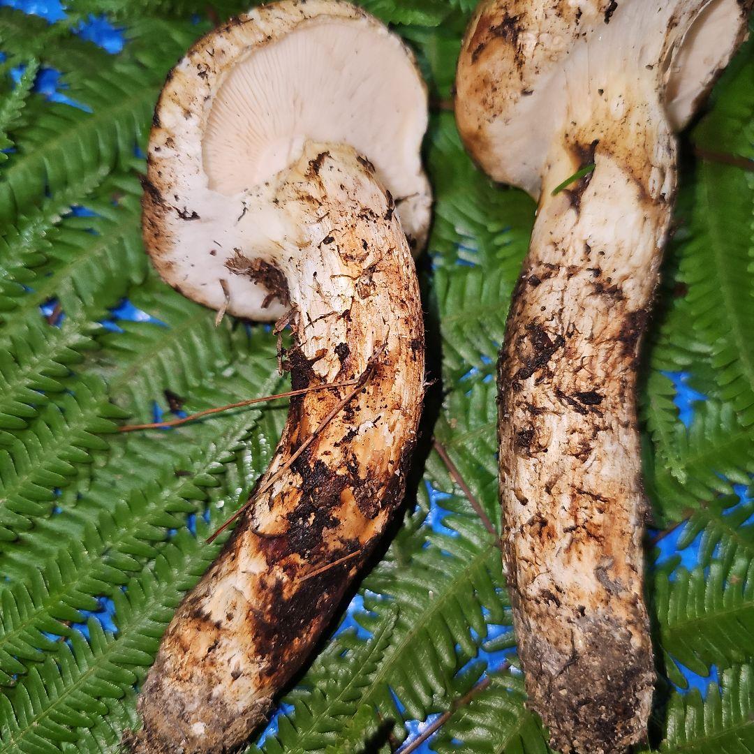 広島県産 松茸 343g　松竹梅さま専用