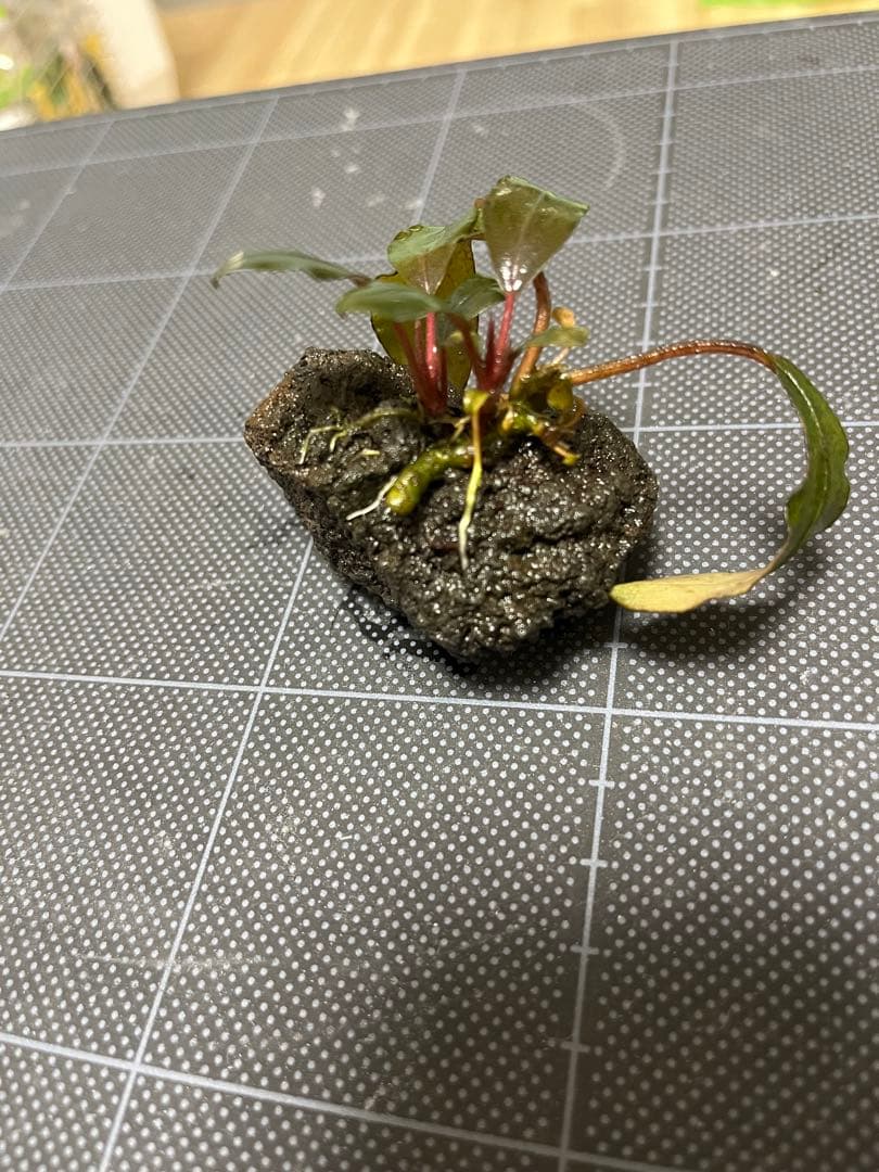 水草 Bucephalandra sp.\