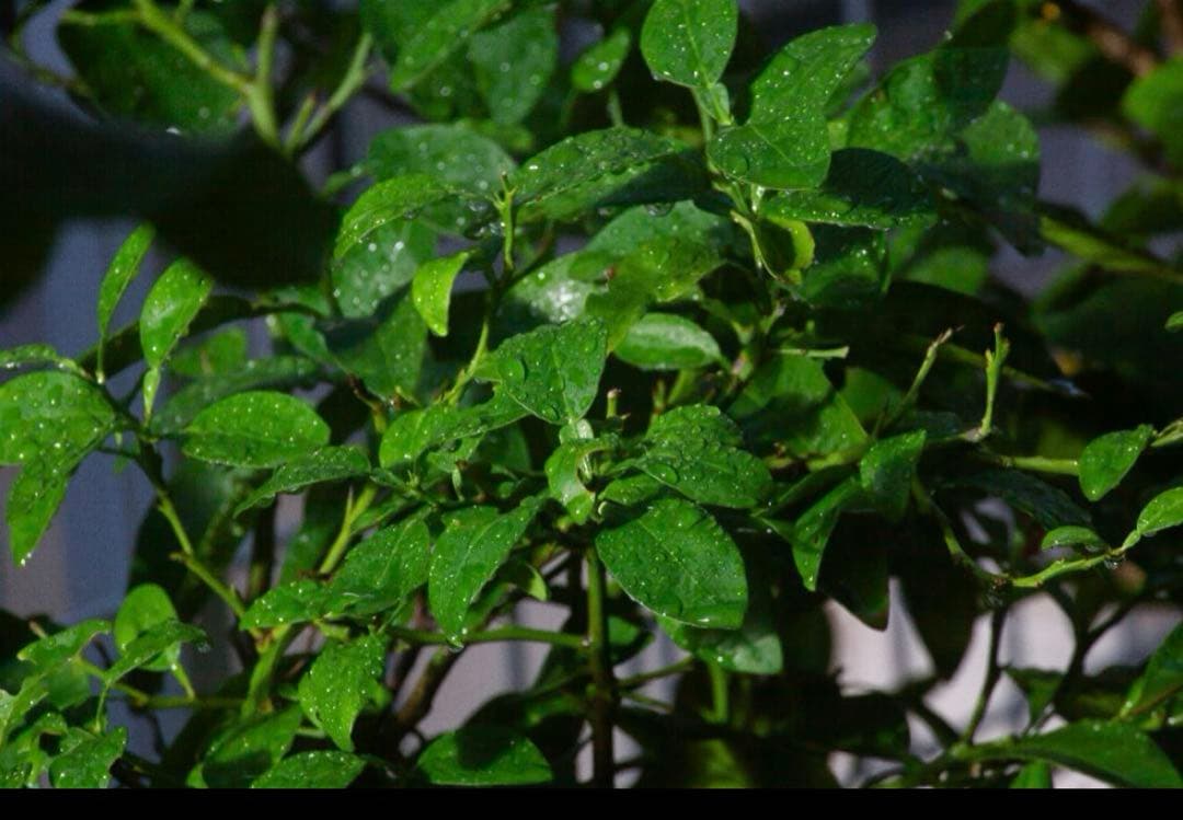 シグマ（SIGMA）APO 170-500/5-6.3 キヤノン