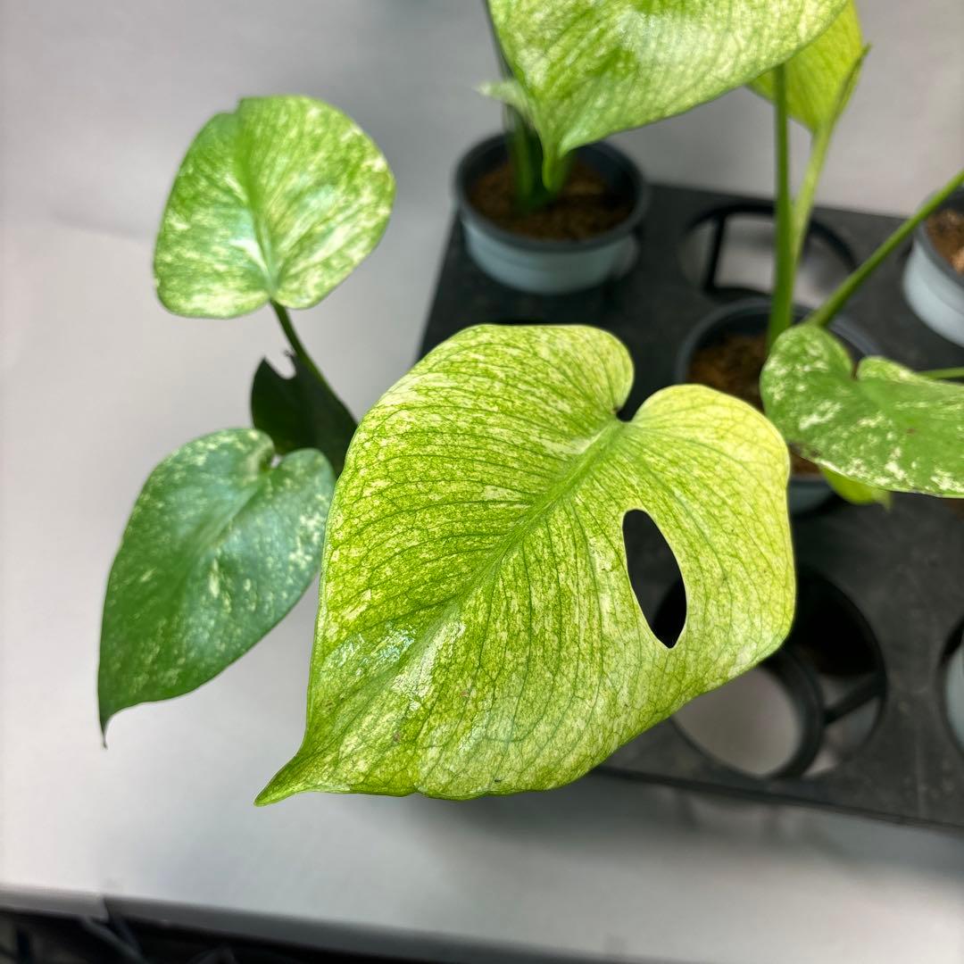 S*T様 5株セットms41【特別選抜】ホワイトモンスター／天津蘭 モンステラ斑