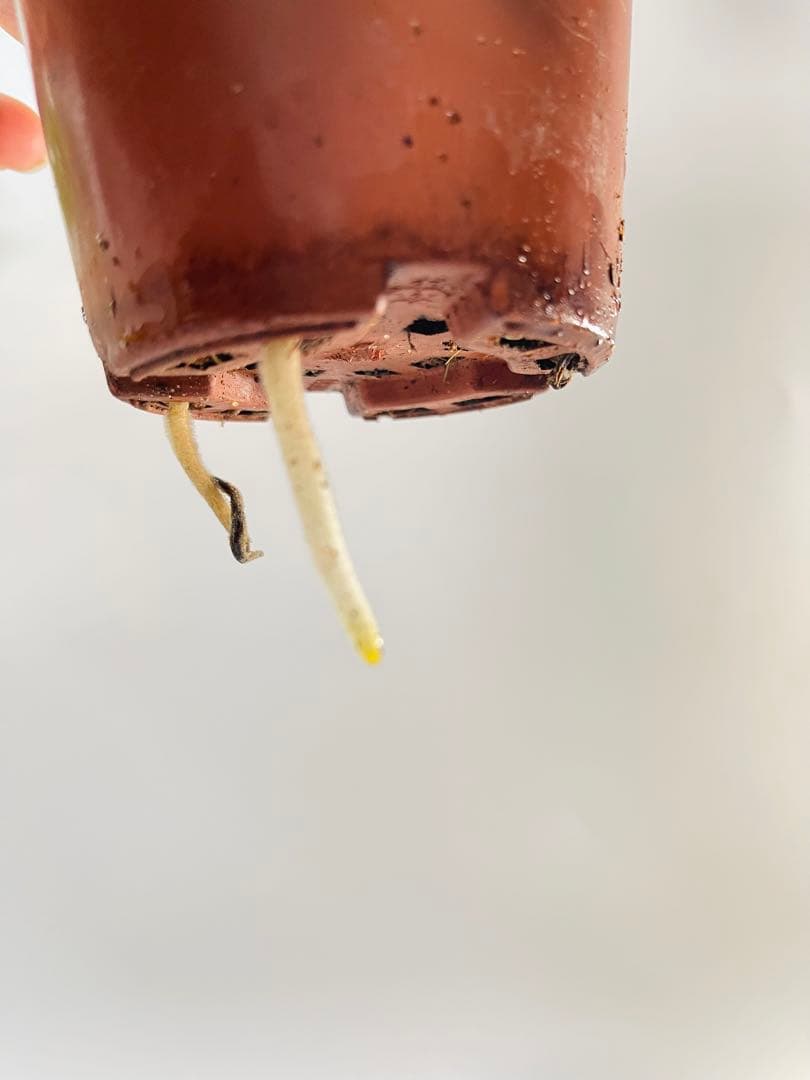 モンステラ　ミント　サイアム 斑入り　Monstera Mint Siam