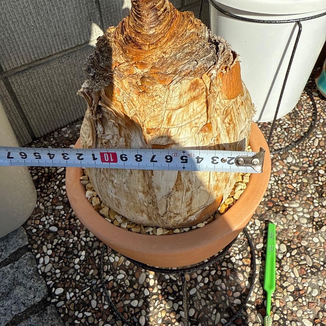 ブーファン　ハエマンソイデス　ハエマントイデス　発根済　冬型