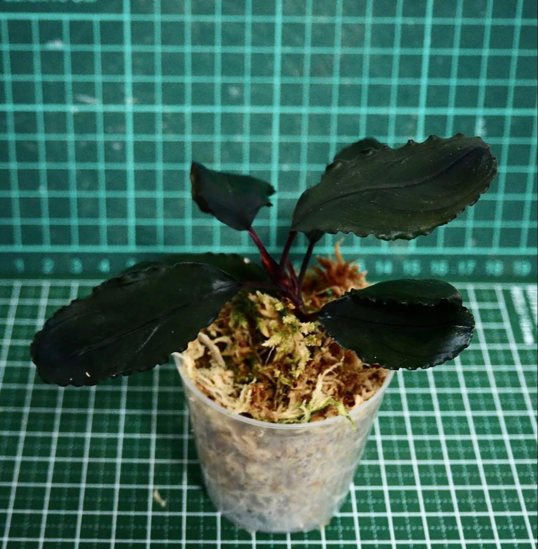 Bucephalandra sp.Red l 水の国