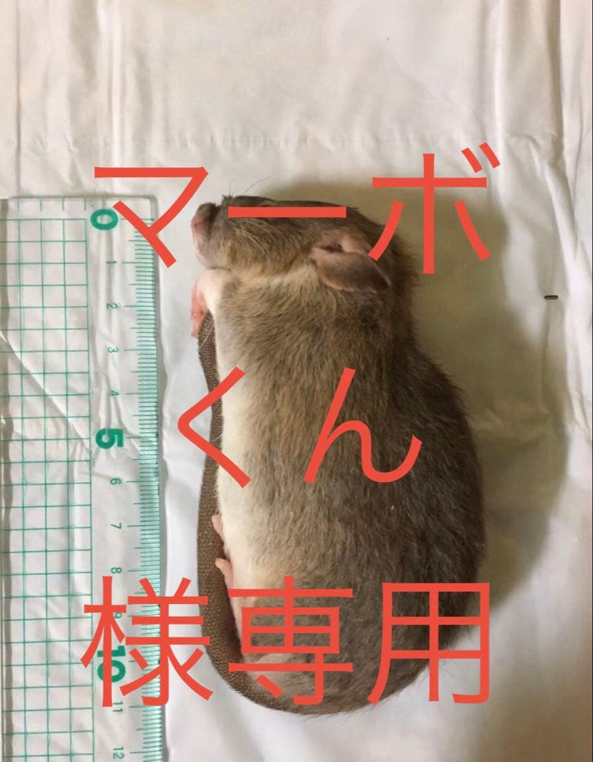 冷凍PL30 H40 ADL40 6L