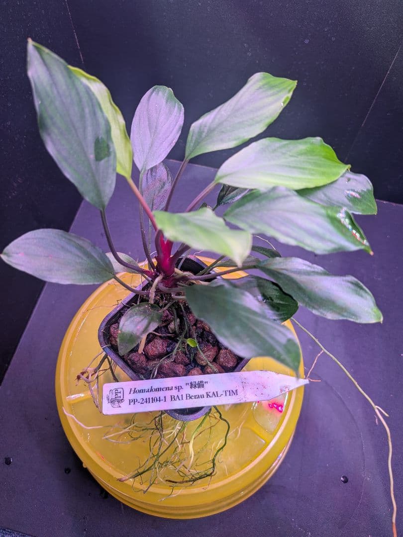 Homalomena sp.\"緑備\" リンリン