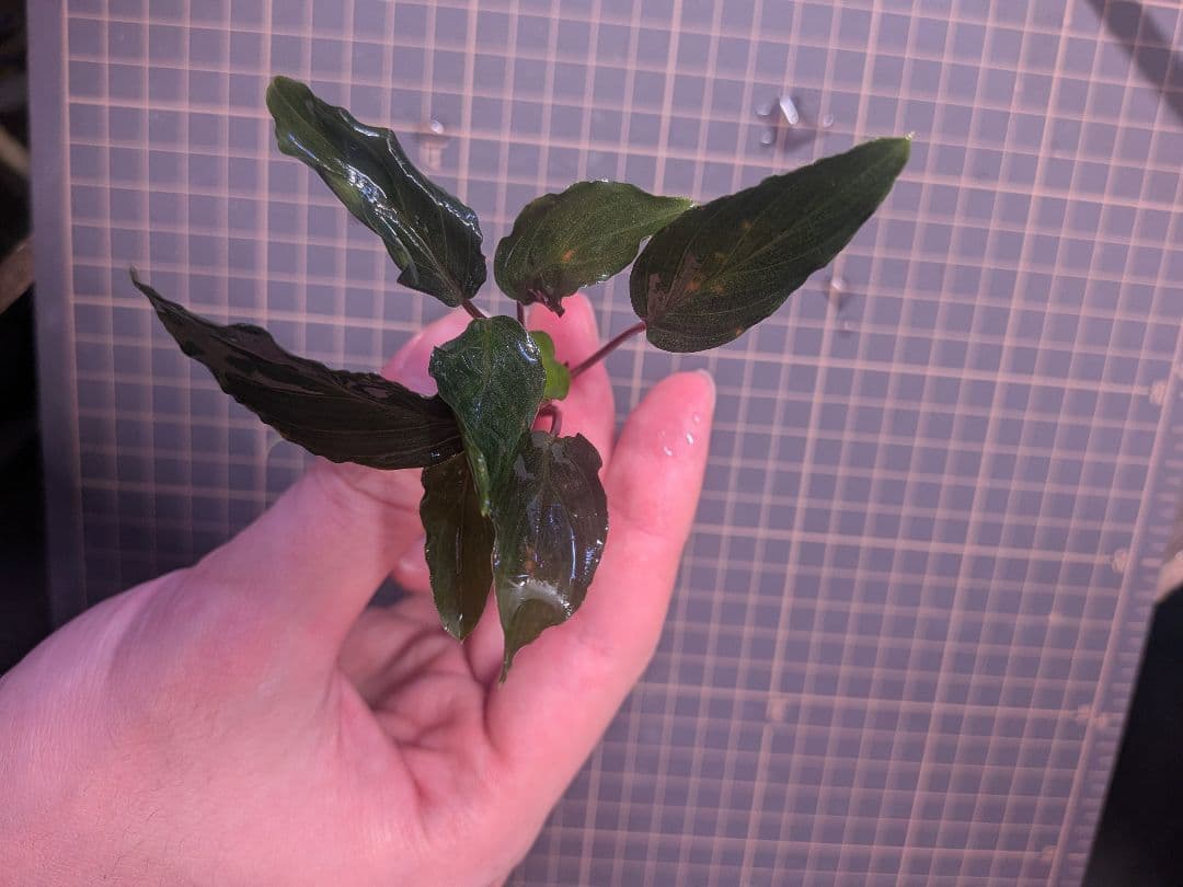 Homalomena sp.\"緑備\" リンリン