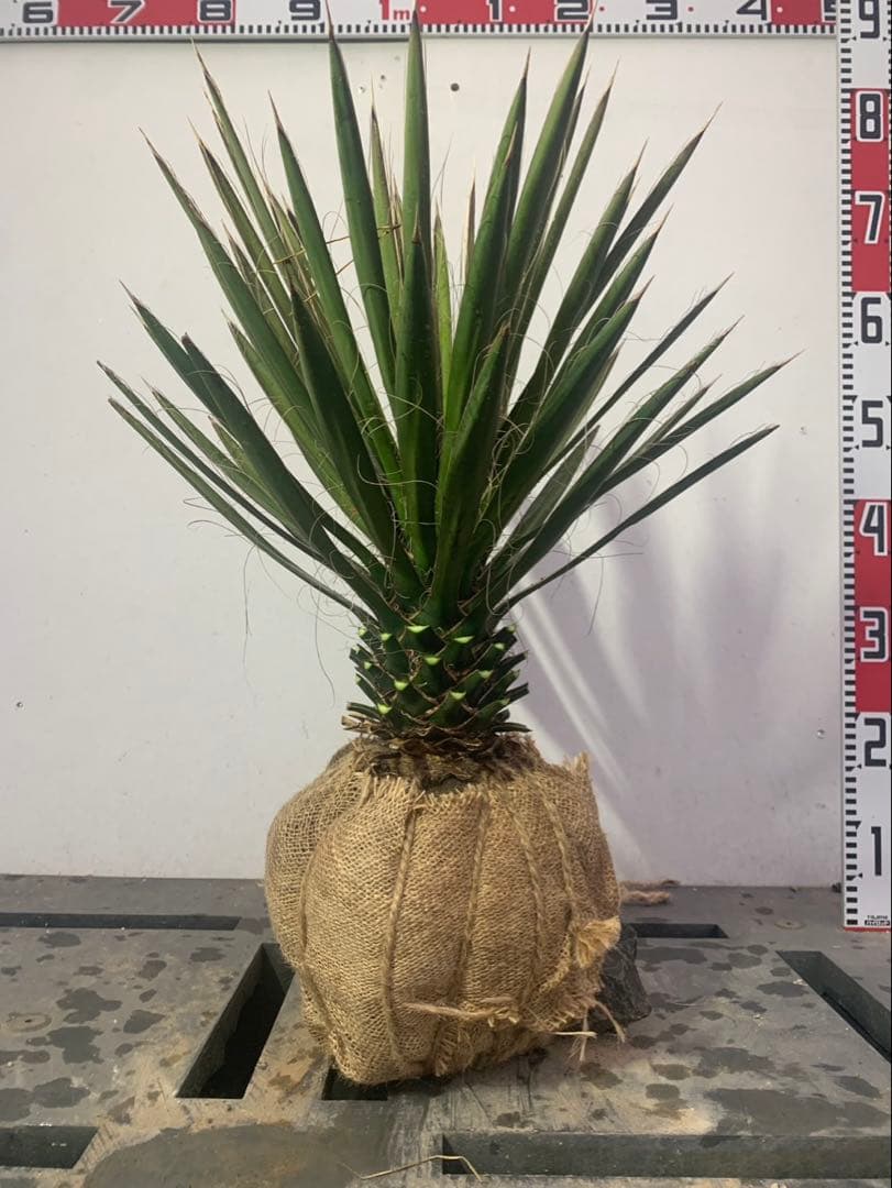 ユッカ　　フィリフェラ