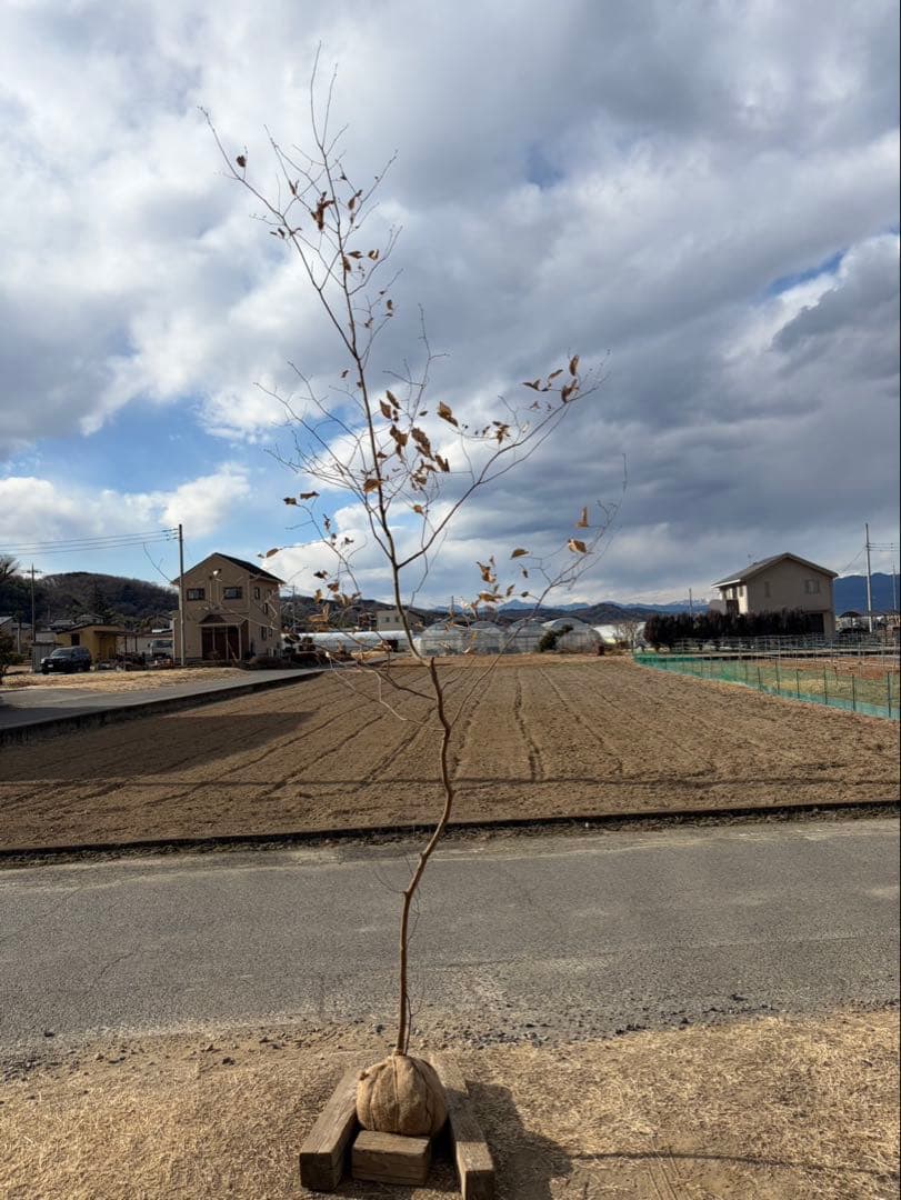 山採り ヤマコウバシ 自然樹形