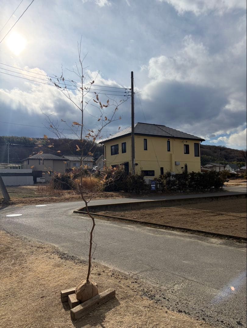 山採り ヤマコウバシ 自然樹形