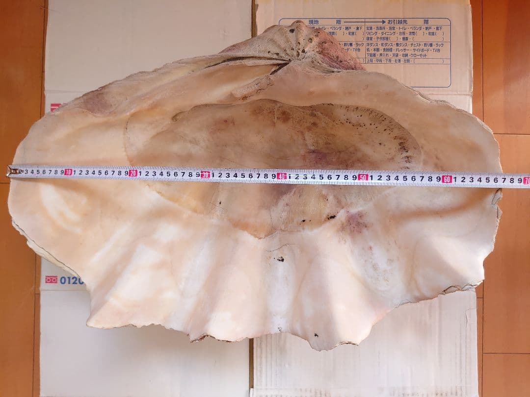 オオシャコガイ シャコ貝 約67×約44×24ｃｍ 約28ｋｇ 希少 天然