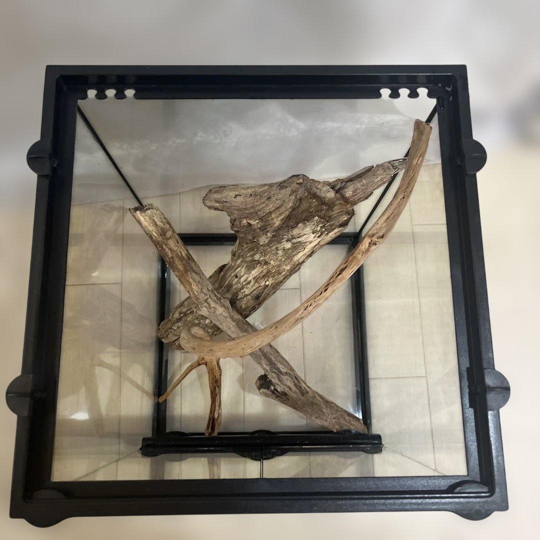 エキゾテラ　グラステラリウム　3045 流木付き