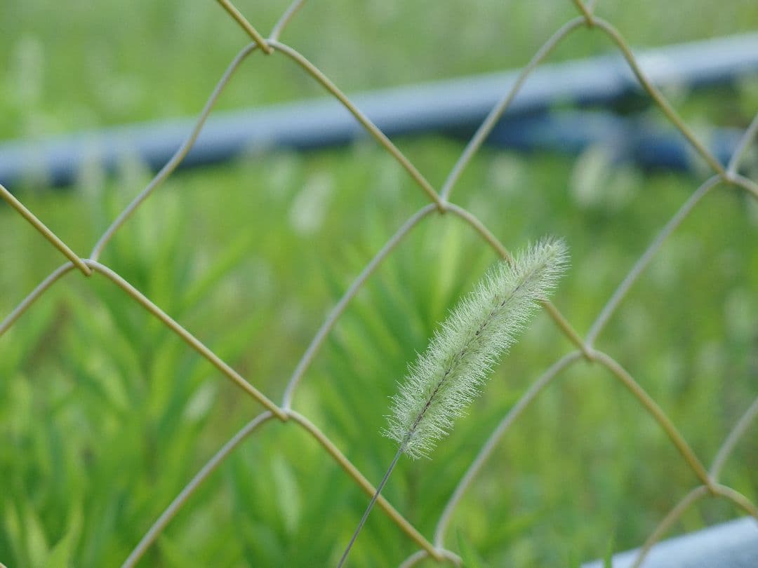 PENTAX MX-1Classic Black シャッター回数419回