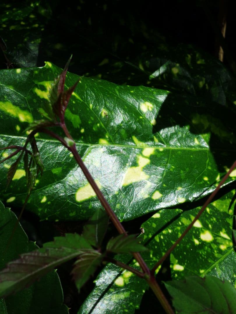 PENTAX MX-1Classic Black シャッター回数419回