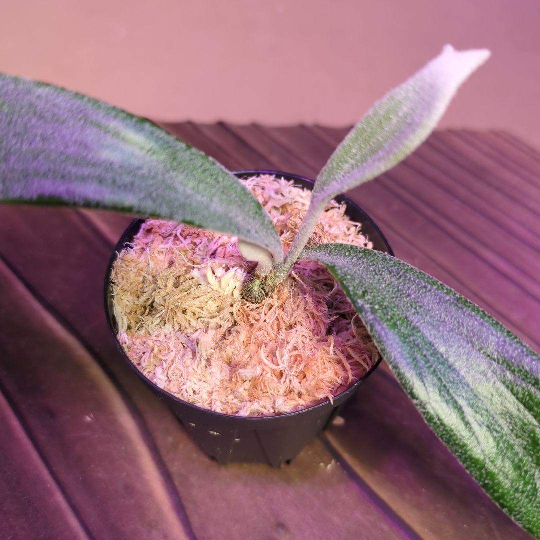 【1株限定出品】P.Mt.Lewis oc/ビカクシダ