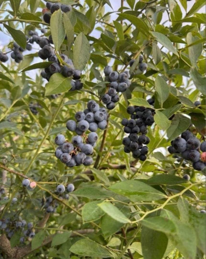 冷凍　ブルーベリー　　栽培期間中、農薬・化学肥料不使用 3キロ