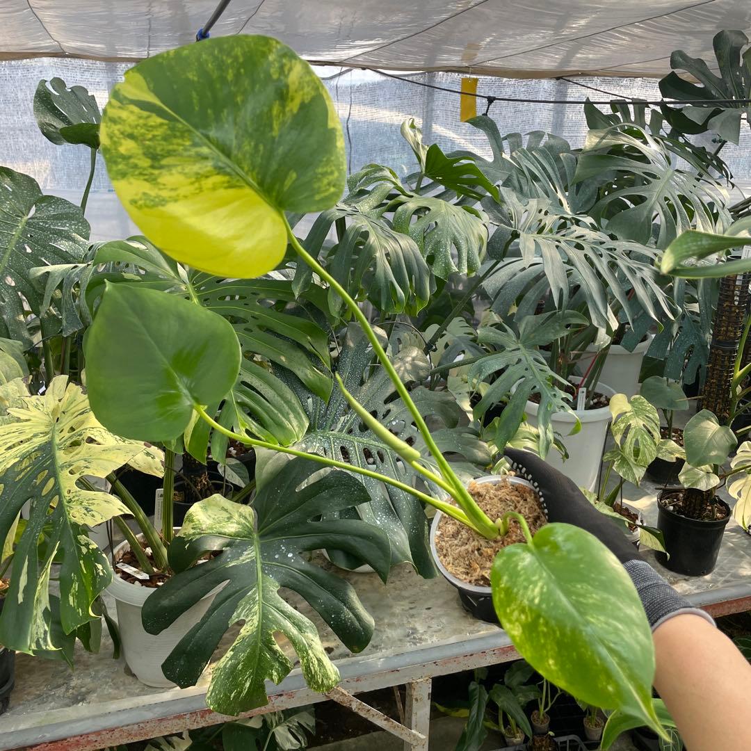 MS16 モンステラ　イエローマリリン　黄斑入り