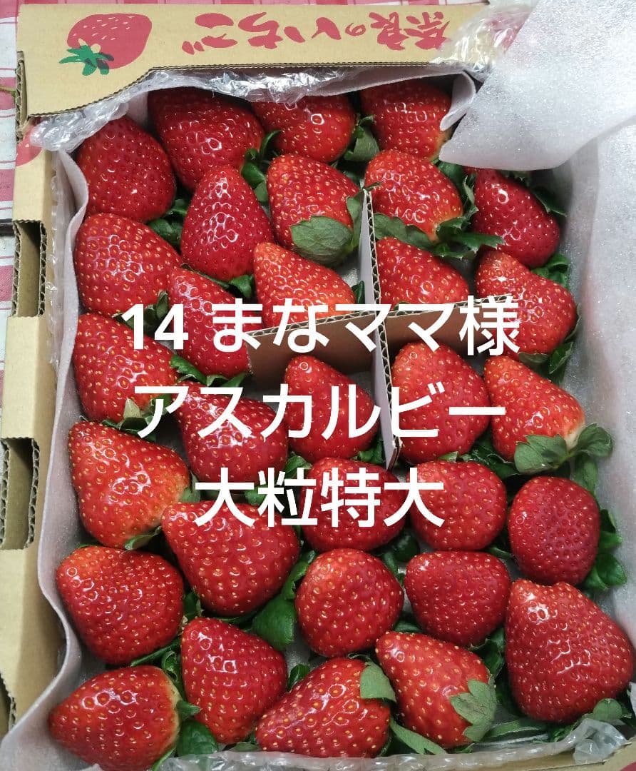 イチゴ14大粒特大 アスカルビー