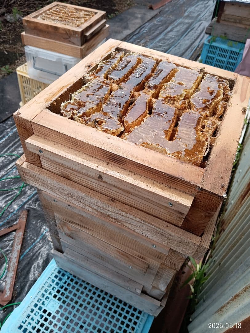 ヒヨコです　ニホンミツバチの百花蜜　国産天然ハチミツ　1180グラム　2本