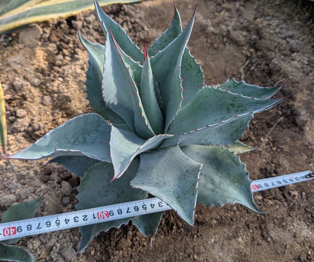 シンボルプランツに最適! アガベ☆ オバティフォリア 実生株　ドライガーデン映え