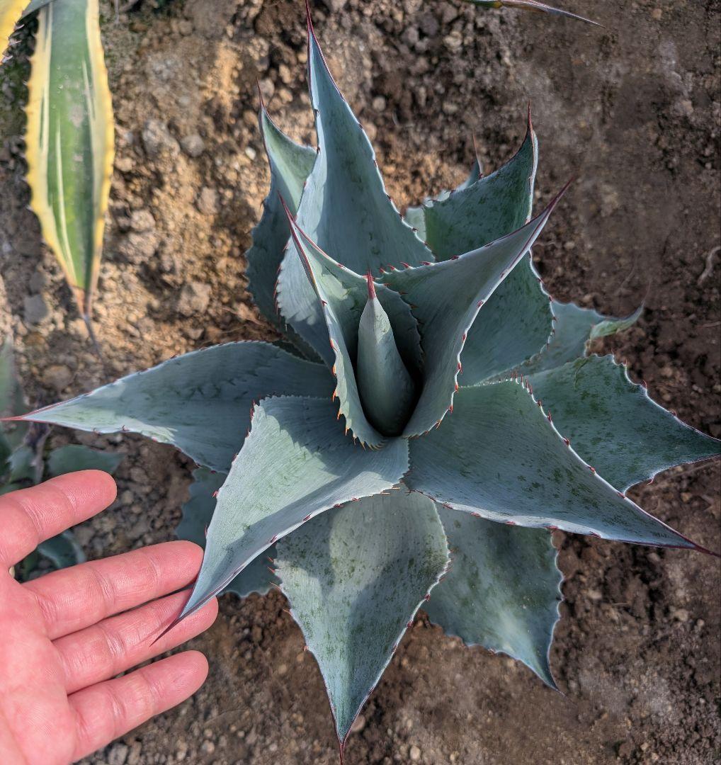 シンボルプランツに最適! アガベ☆ オバティフォリア 実生株　ドライガーデン映え