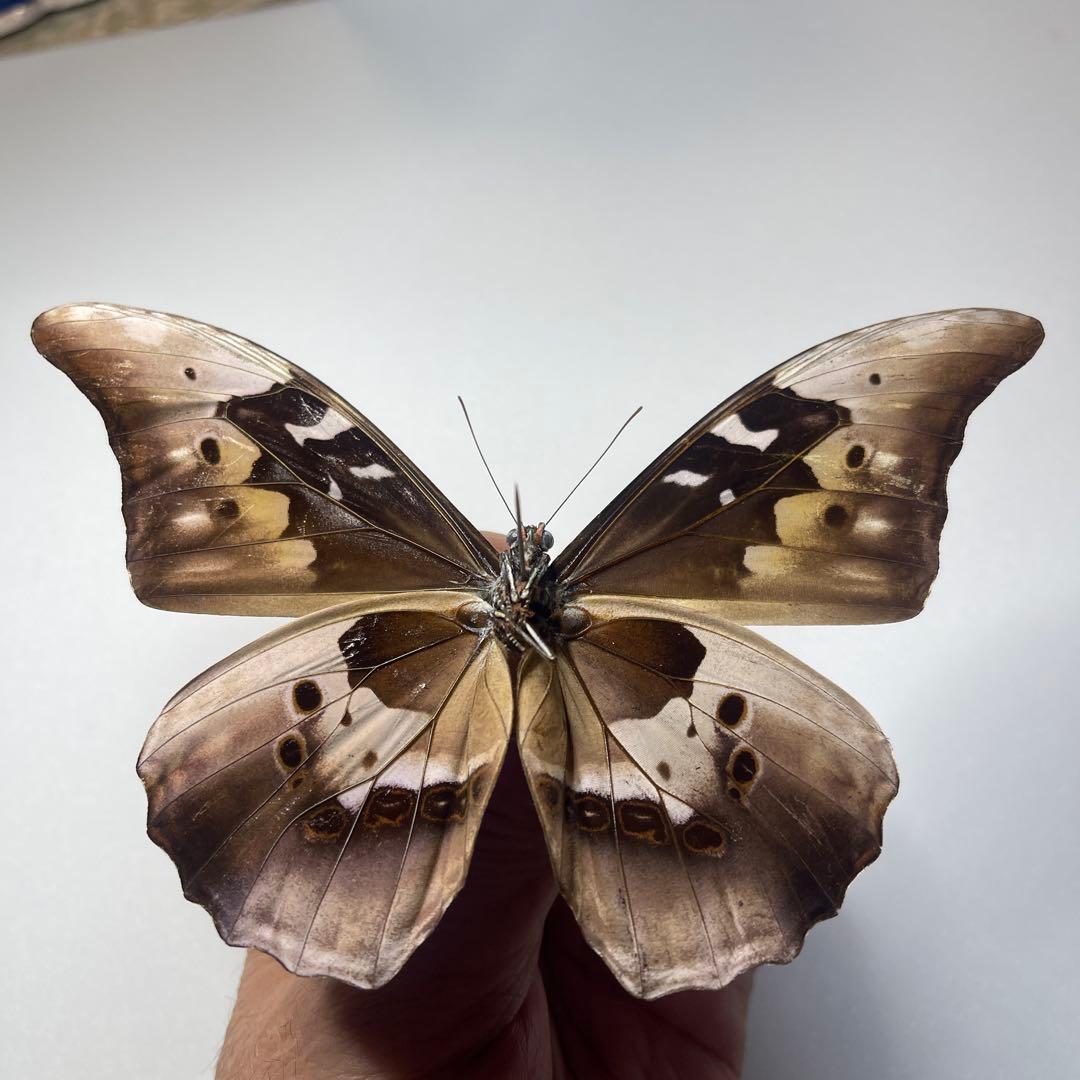 モルフォ蝶標本