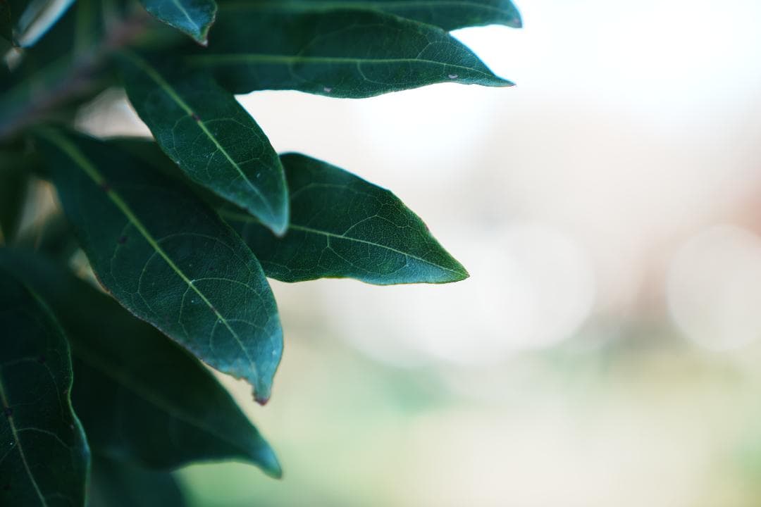 【高級フィルター付き】SONY SEL2470GM ソニー大三元ズーム F2.8