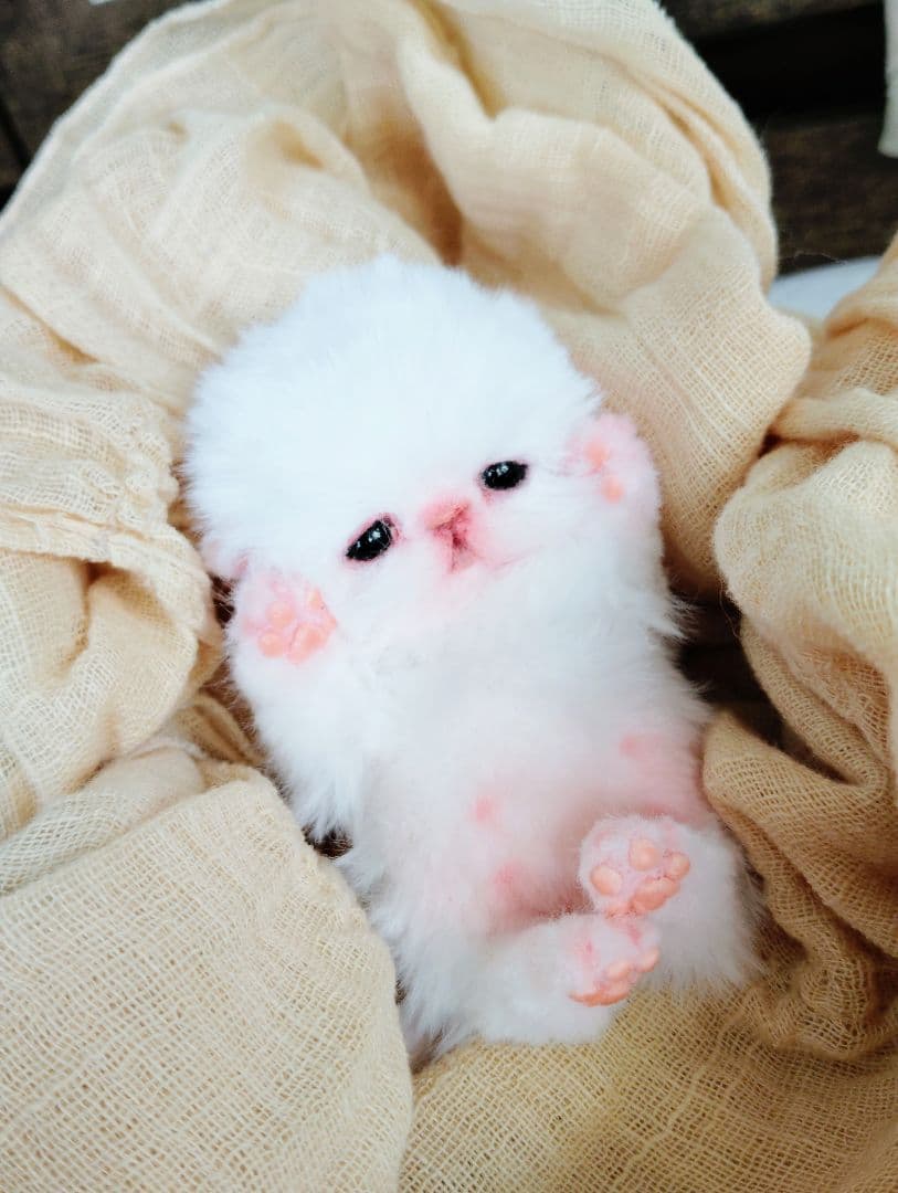 むぎゅサイズ♡お腹ぽっこり♡赤ちゃん子猫のピポちゃん♡アートドール♡ぬいぐるみ♡