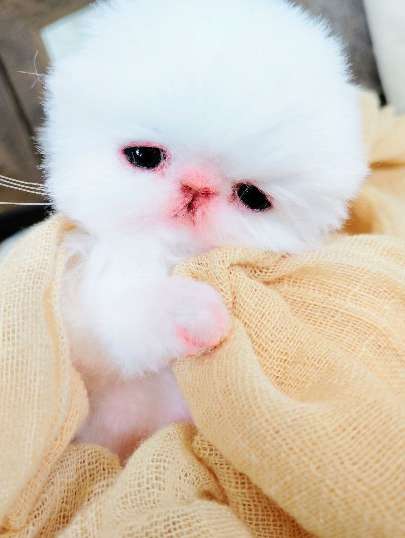 むぎゅサイズ♡お腹ぽっこり♡赤ちゃん子猫のピポちゃん♡アートドール♡ぬいぐるみ♡