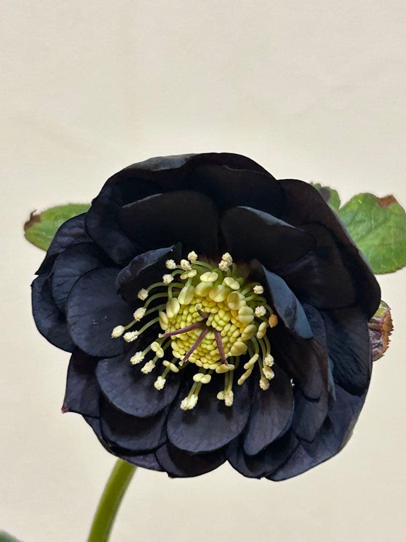 し*ら様 黒影交配　認定美黒姫　小輪ブラック　クリスマスローズ