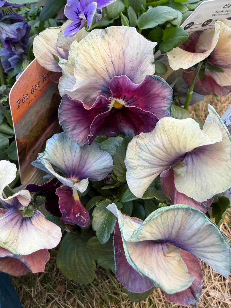 パコ様　５点　おまとめ中　アントワネット　ブルーベリークリーム