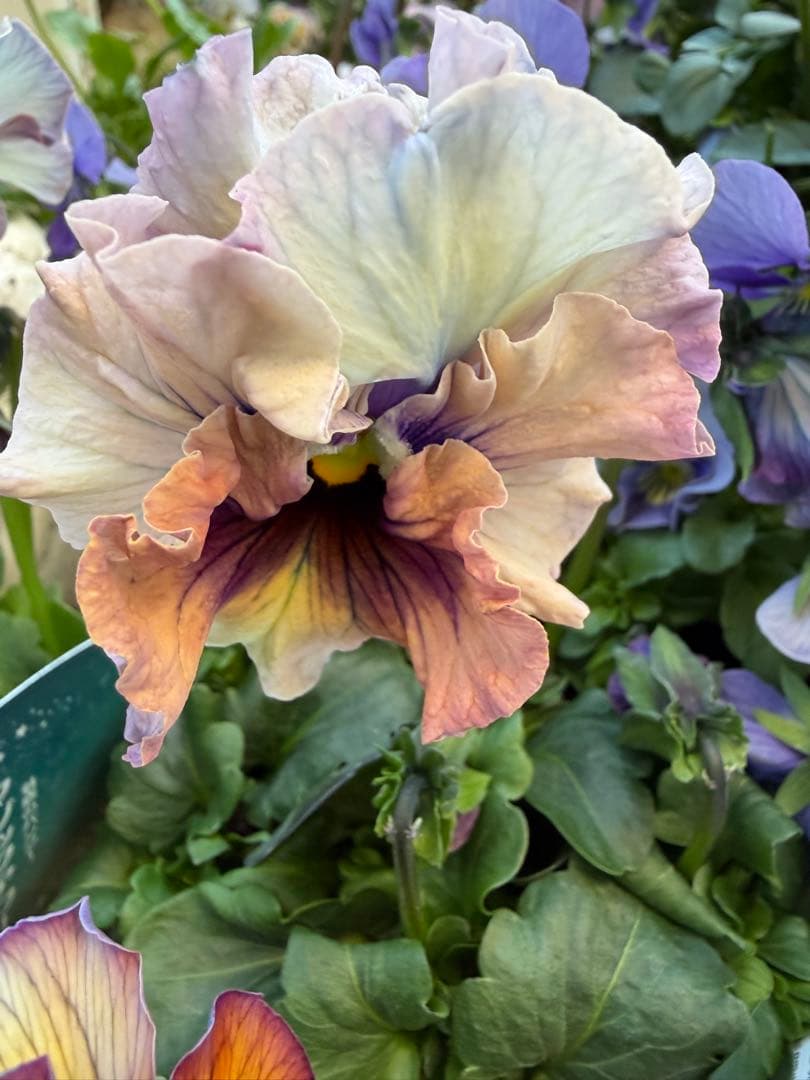 パコ様　５点　おまとめ中　アントワネット　ブルーベリークリーム