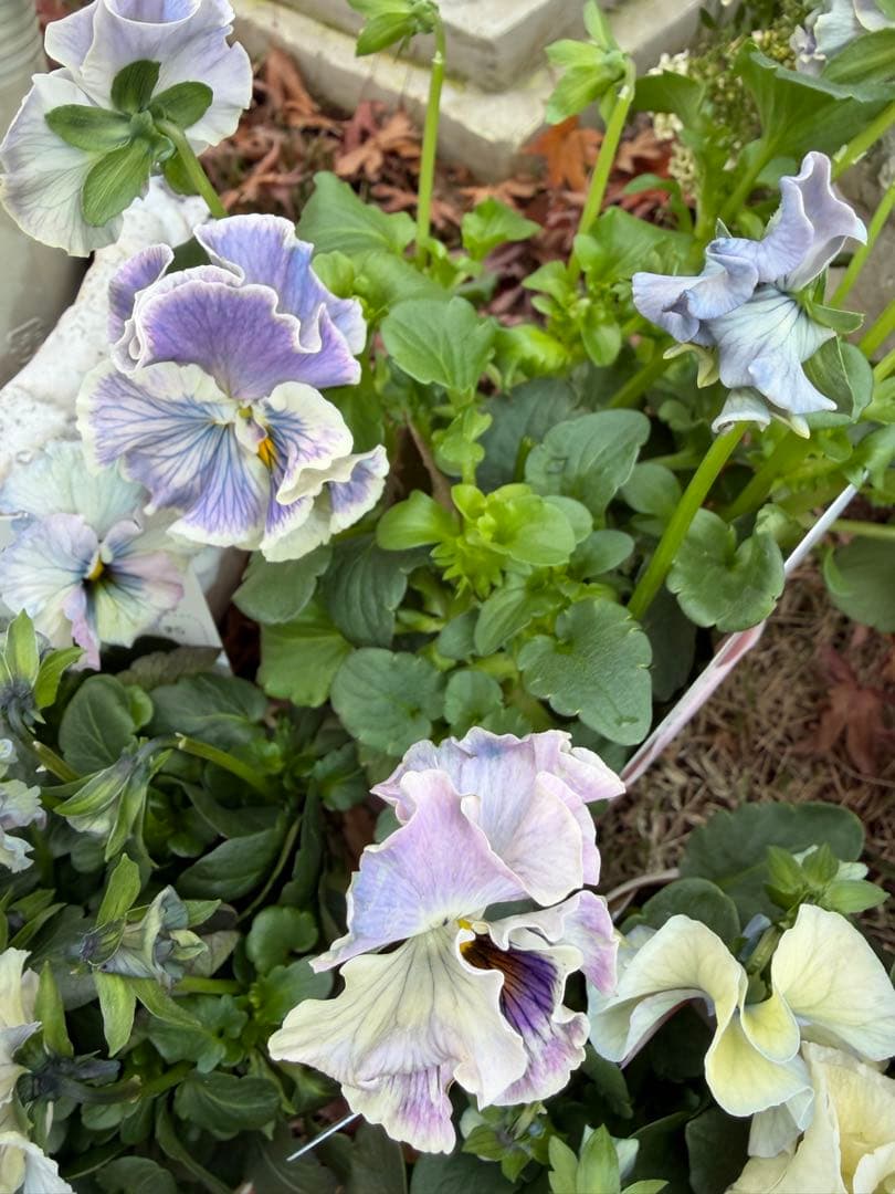 パコ様　５点　おまとめ中　アントワネット　ブルーベリークリーム