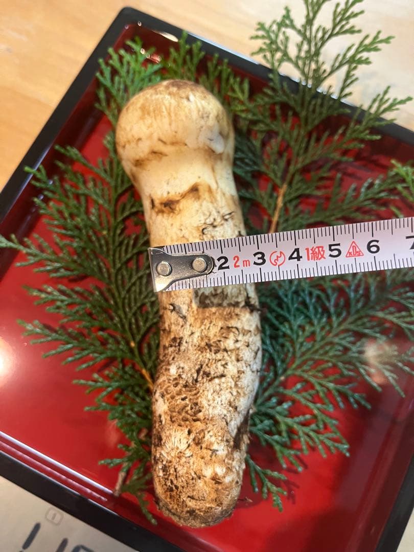 松茸110g（1本）長野県産松茸　南信州産松茸　国産松茸