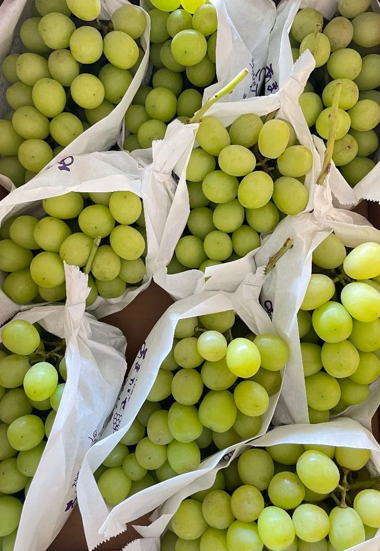 「ゲリラ値下げ」シャインマスカット5kg 期間限定　特別価格　訳あり