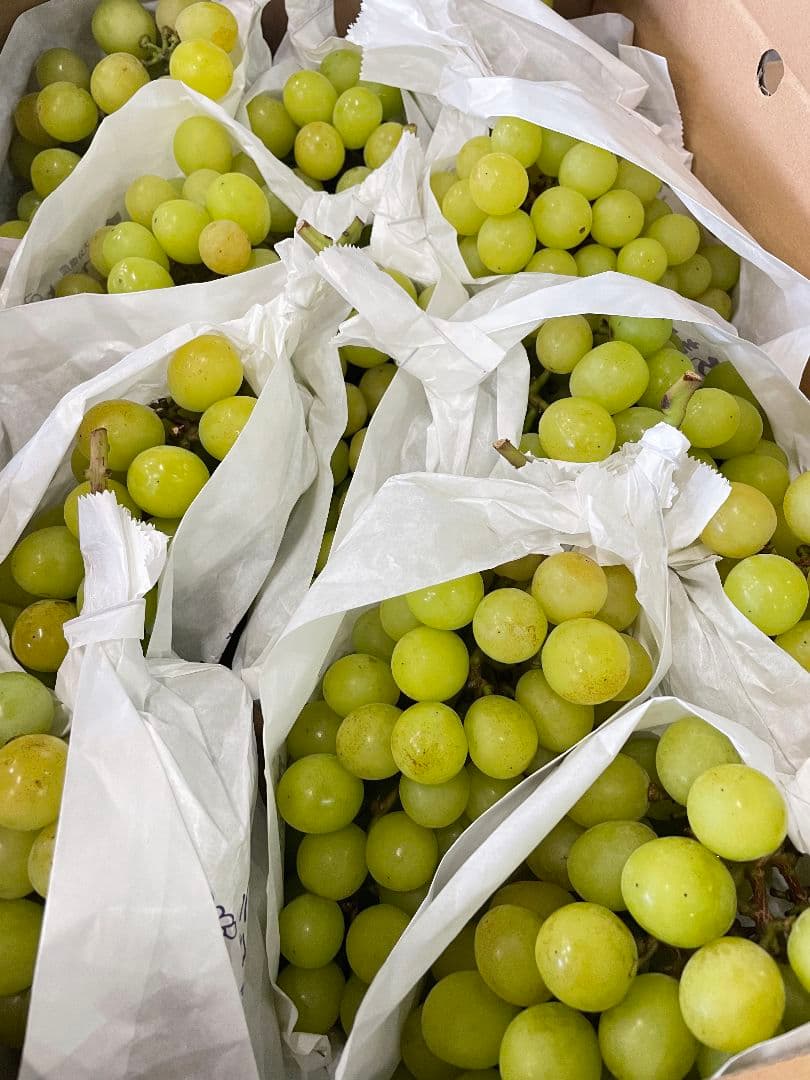 「ゲリラ値下げ」シャインマスカット5kg 期間限定　特別価格　訳あり