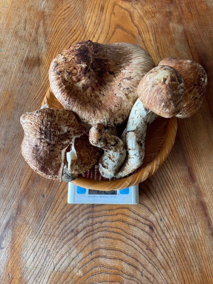 本日採れたて　お得‼️南信州松茸極上開き　ツボミ　ワレ　623g