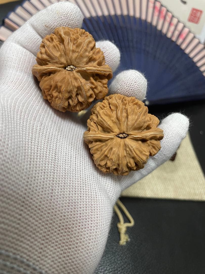 キャニオン　クルミ A028、216、247、A015