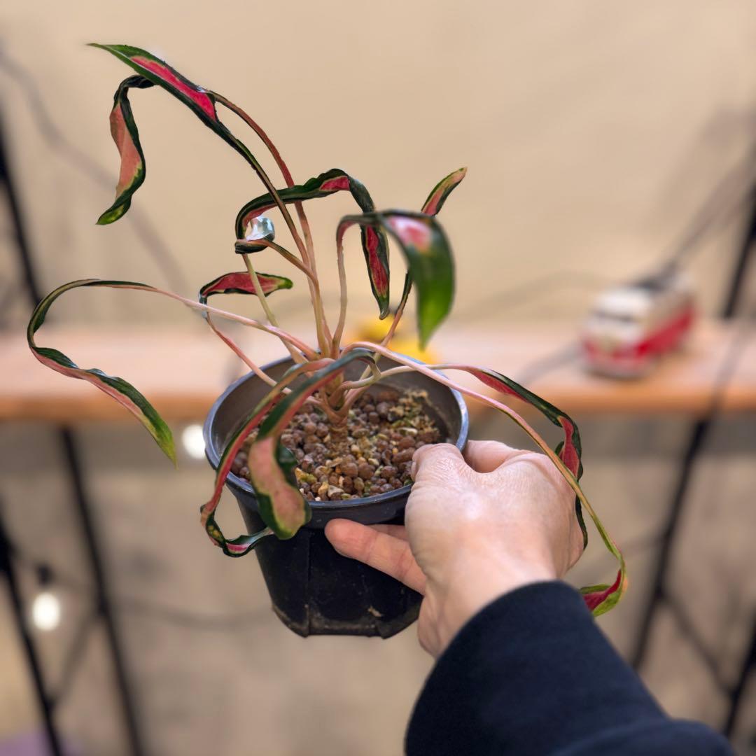 ほ*し様 8 アグラオネマ　ニューハイブリッド　‘メデューサ’ 激レア　希少