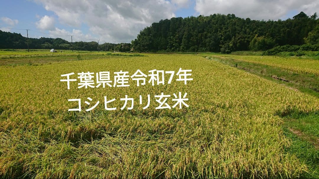 千葉県香取産 令和7年産コシヒカリ 20kg 玄米
