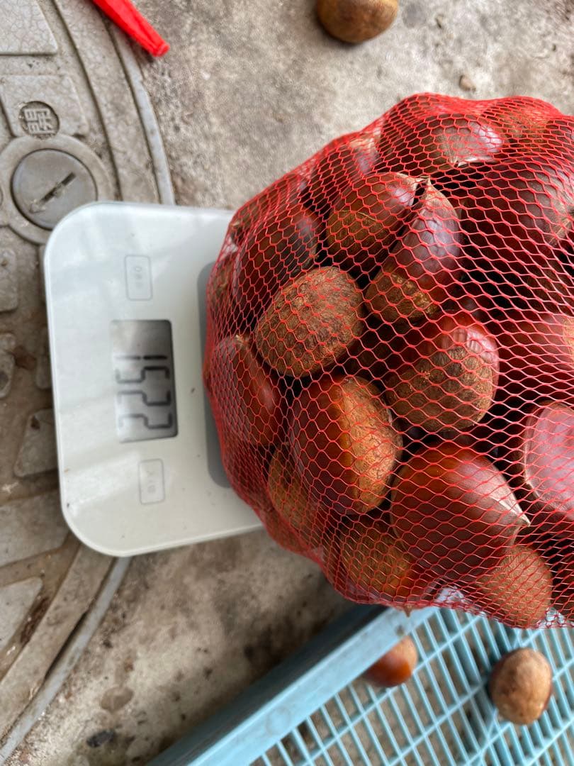 栗（栗きんとん用）　リピーター限定