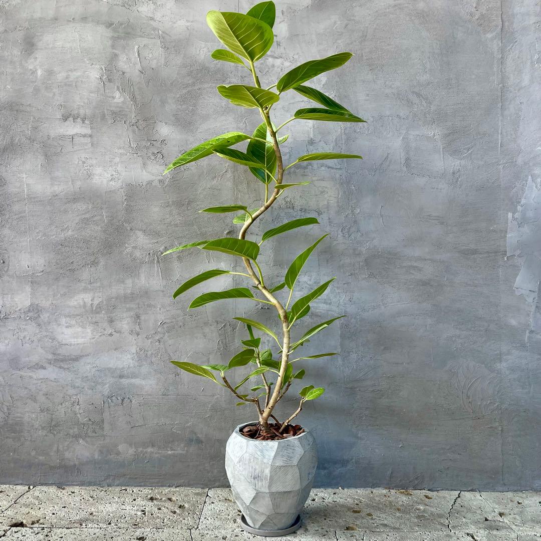 特大　フィカス アルテシマ　曲がり仕立て　9号　陶器鉢　植え込み発送